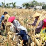 TMMD ke-122, Dandim 0809/Kediri Panen Jagung Bersama Warga Desa Pagung