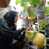 Mbak Wali Ajak Masyarakat Kota Kediri Tingkatkan Ketahanan Pangan Melalui Urban Farming