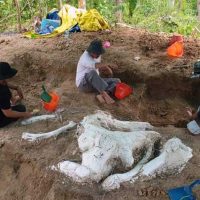 Fosil Gajah Purba Stegodon Ditemukan di Nganjuk, Diperkirakan Berusia 800.000 Tahun