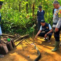 Panji Petualang Beri Analisis Duel Maut Ocang Vs King Cobra 4 Meter