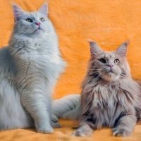 Pria di Turkiye Setuju Beri “Nafkah Kucing” Kepada Mantan Istrinya