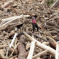 Gelondongan Kayu Terbawa Banjir di Sumatera Jadi Sorotan Publik