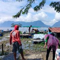 Ribuan Ton Ikan Mati di Danau Maninjau Sumatera Barat, Ini Penyebabnya