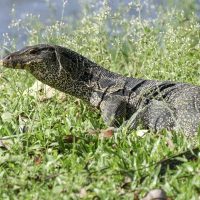 Viral! Pria di Tambora Gendong Mayat, Ternyata Panggul Biawak 1,7 Meter