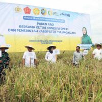 Panen Raya Padi di Podorejo Bukti Produktivitas Meningkat, Petani Nikmati Harga Tinggi