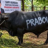 Gerindra Tegaskan Bantuan Sapi Kurban Presiden dari APBN Sah