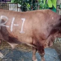 Prabowo Kurban 1.098 Ekor Sapi, Anggarannya Rp 100 Miliar dari APBN
