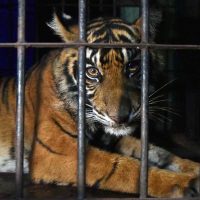Anak Harimau yang Terperangkap Jebakan Diserahkan ke BKSDA Riau