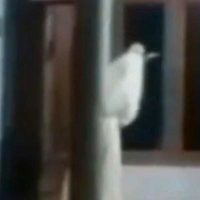 Viral ‘Pocong’ Bawa Celurit Hantui Warga Bangkalan Dipastikan Hoax