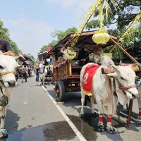 Parade Cikar di Kediri Hidupkan Kembali Jejak Cikar dan Sapi Jawa