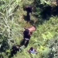 Ditembak Polisi Anggota KKB Terkapar, Langsung Dibantu Rekan Kabur ke Hutan