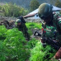 TNI Sita 21.400 Batang Ganja Diduga Milik OPM di Wilayah Papua Pegunungan
